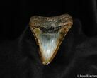 Colorful Inch Megalodon Tooth #93-1